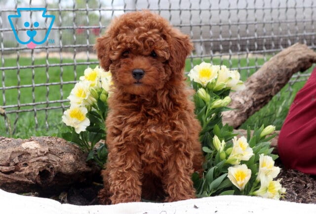 Ruby Mini Poodle image