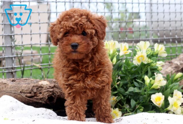 Ruby Mini Poodle2 image