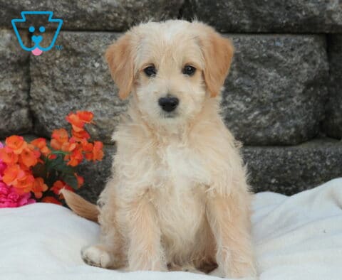 Mini Labradoodle puppy with light apricot wavy coat sitting upright on a soft white blanket, posed in front of a rustic stone wall with bright pink and orange flowers beside it