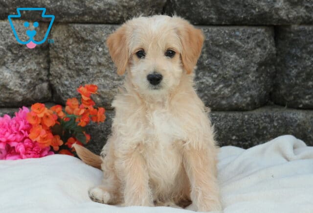 Mini Labradoodle puppy with light apricot wavy coat sitting upright on a soft white blanket, posed in front of a rustic stone wall with bright pink and orange flowers beside it image