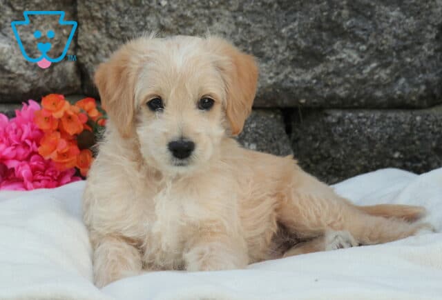 Mini Labradoodle puppy with soft cream-apricot wavy fur lying on a plush white blanket, photographed in front of a textured stone wall with bright pink and orange flowers adding a colorful accent image