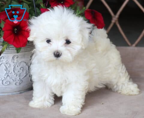 Rusty Maltese