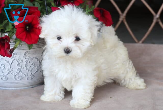 Rusty Maltese image