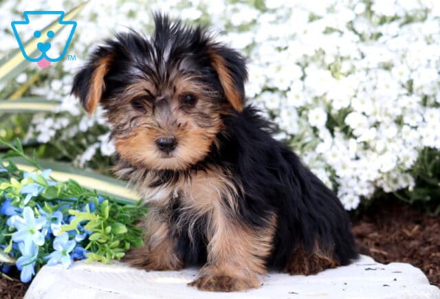 Rylan Yorkie image