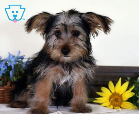 Rylan Yorkie Retake