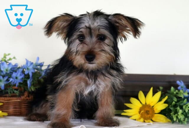 Tiny Yorkshire Terrier puppy with silky black-and-tan fur sitting between bright sunflowers and blue blossoms, looking directly at the camera with perked ears and an alert expression. image
