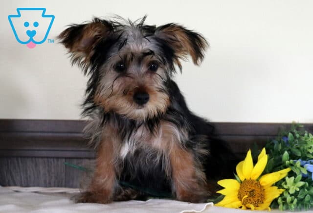 Adorable Yorkshire Terrier puppy with a fluffy black-and-tan coat sitting beside bright yellow sunflowers and blue flowers, gazing curiously at the camera with ears perked and head slightly tilted. image