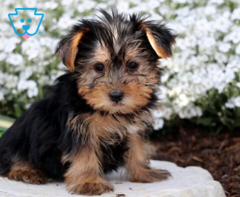 Rylan Yorkie2