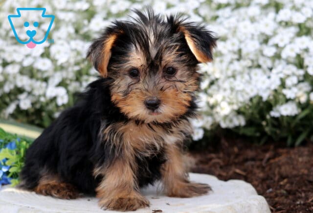 Rylan Yorkie2 image