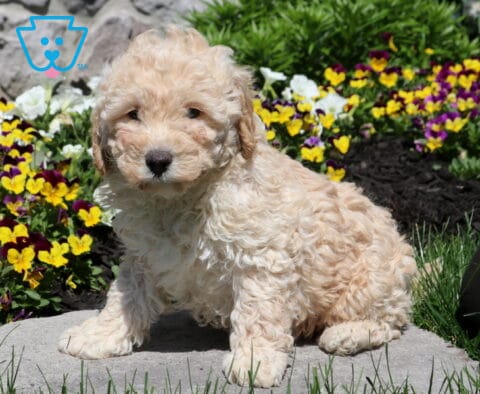 Sandy Mini Poodle