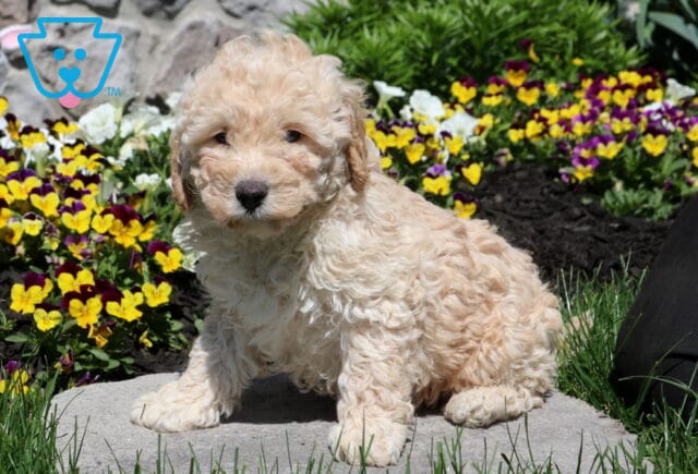 Sandy Mini Poodle image