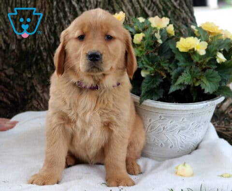 Sapphire Golden