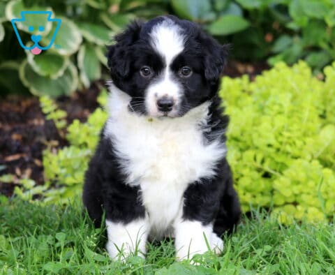 Sasha Mini Australian Shepherd