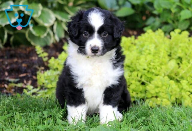 Sasha Mini Australian Shepherd image