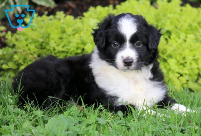 Sasha Mini Australian Shepherd2 image