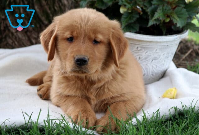Scooby Doo Golden image