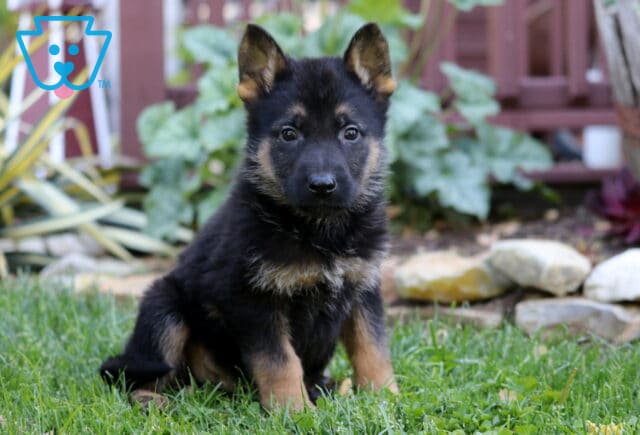 Scottie German image