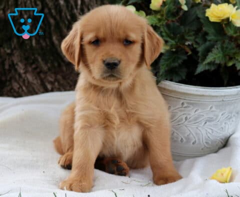 Scrappy Golden