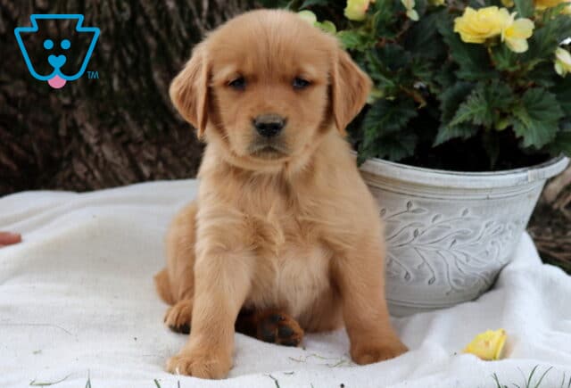 Scrappy Golden image