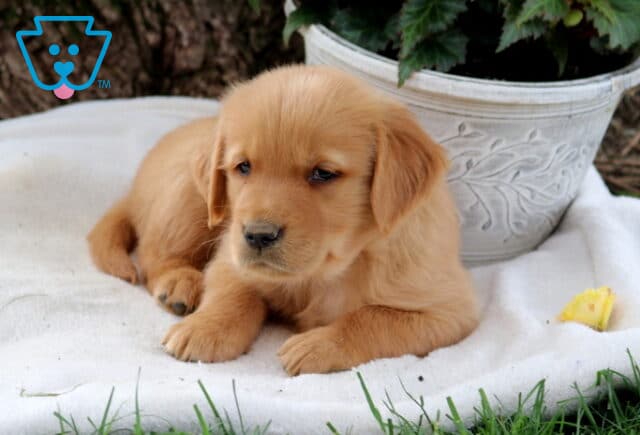 Scrappy Golden2 image