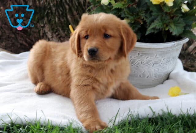 Shelby Golden image