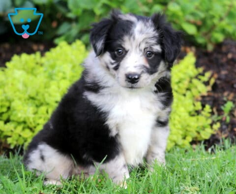 Skittles Mini Australian Shepherd