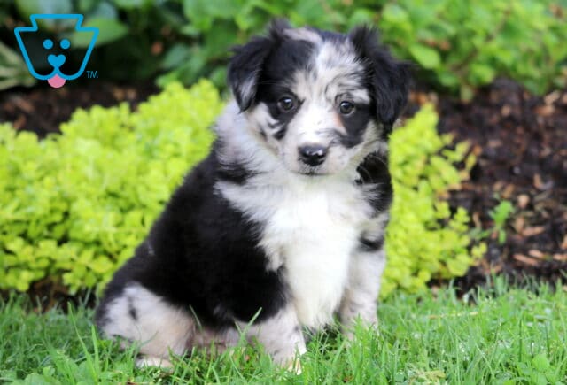 Skittles Mini Australian Shepherd image
