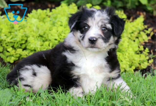 Skittles Mini Australian Shepherd2 image