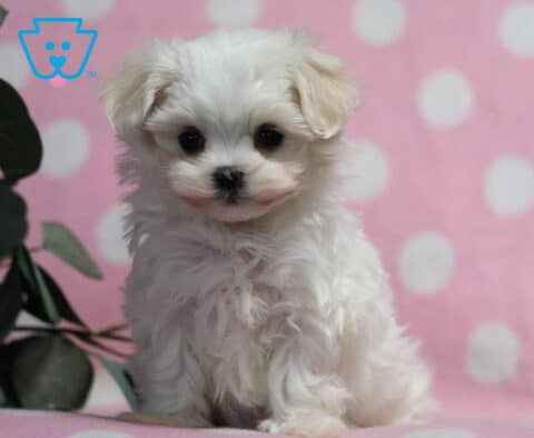 Fluffy white Maltese puppy sitting upright with soft silky fur and dark round eyes, posed on a pink surface with a polka dot backdrop and leafy greenery beside it