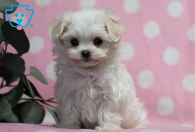 Fluffy white Maltese puppy sitting upright with soft silky fur and dark round eyes, posed on a pink surface with a polka dot backdrop and leafy greenery beside it image