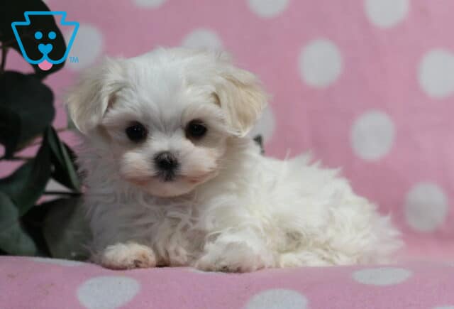Adorable white Maltese puppy lying down with soft fluffy fur and gentle expression, resting on a pink blanket with a polka dot backdrop and greenery accent nearby image