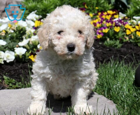 Snowball Mini Pooddle