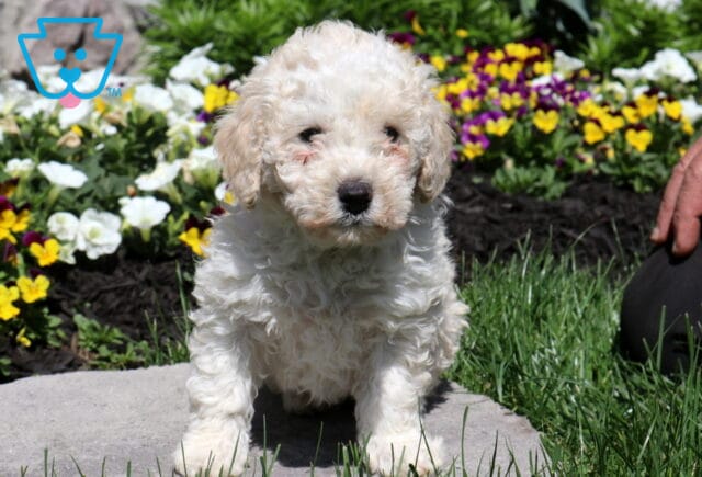 Snowball Mini Pooddle image