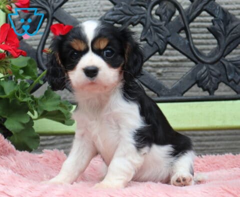 Tricolor Cavalier King Charles Spaniel puppy sitting on a soft pink blanket on a green bench, with black, white, and tan markings and a red flowering plant beside it