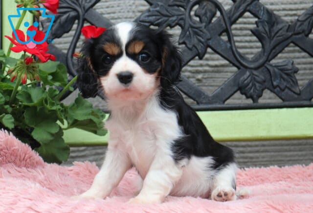 Tricolor Cavalier King Charles Spaniel puppy sitting on a soft pink blanket on a green bench, with black, white, and tan markings and a red flowering plant beside it image