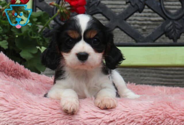 Tricolor Cavalier King Charles Spaniel puppy lying on a plush pink blanket with black, white, and tan markings, posed in front of a green bench and red flowers image