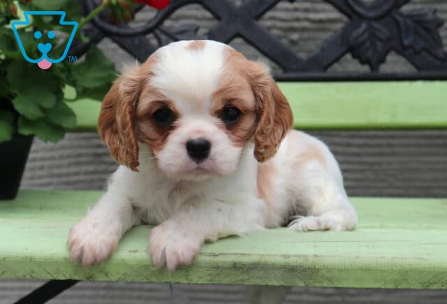 Blenheim Cavalier King Charles Spaniel puppy lying on a painted green bench with soft floppy ears and gentle eyes, set beside a small potted plant image