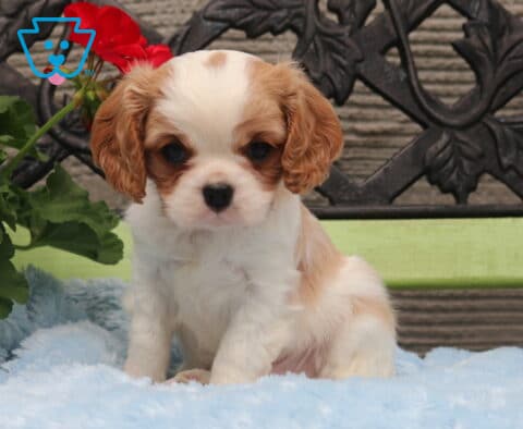 Blenheim Cavalier King Charles Spaniel puppy sitting on a soft blue blanket on a green bench, with a red flowering plant nearby and a sweet, gentle expression