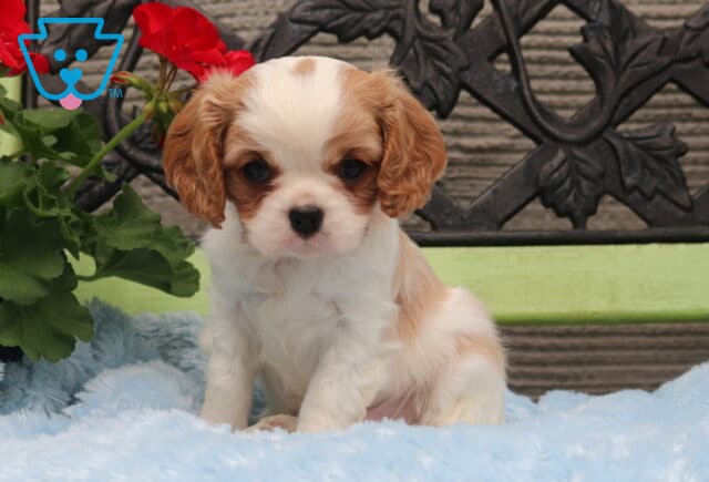 Blenheim Cavalier King Charles Spaniel puppy sitting on a soft blue blanket on a green bench, with a red flowering plant nearby and a sweet, gentle expression image