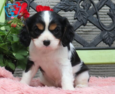 Tricolor Cavalier King Charles Spaniel puppy sitting on a soft pink blanket with black, white, and tan markings, posed beside red flowers and a decorative bench backdrop