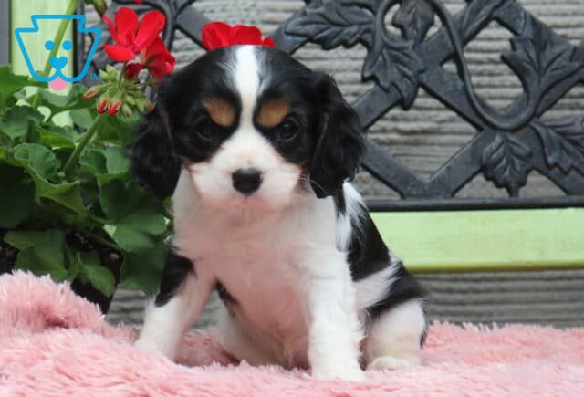 Tricolor Cavalier King Charles Spaniel puppy sitting on a soft pink blanket with black, white, and tan markings, posed beside red flowers and a decorative bench backdrop image