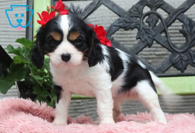 Tricolor Cavalier King Charles Spaniel puppy standing on a plush pink blanket, featuring black and white coat with tan accents, posed near red flowers and a decorative bench backdrop image