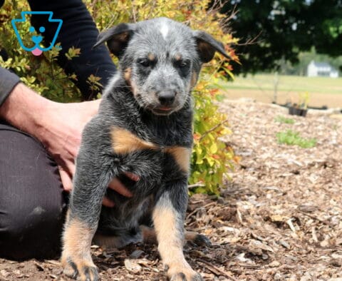 Spunky Blue Heeler