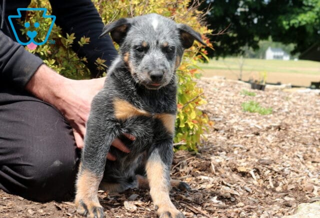 Spunky Blue Heeler image