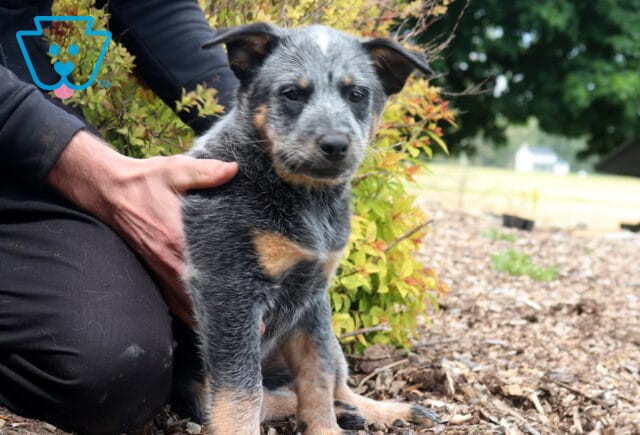 Spunky Blue Heeler2 image