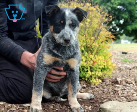 Spyro Blue Heeler