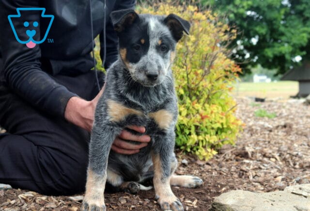 Spyro Blue Heeler image