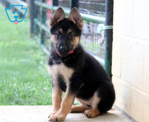Star German Shepherd Retake
