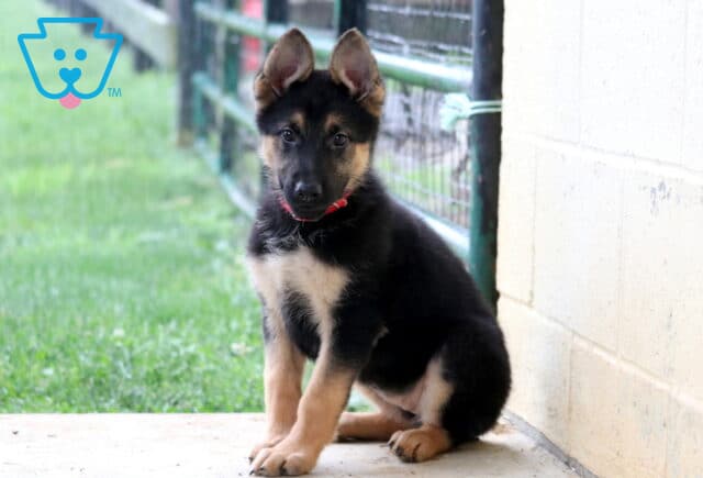 Black and tan German Shepherd puppy with upright ears sitting beside a barn wall, looking attentively toward the camera with a grassy pasture and fence in the background. image