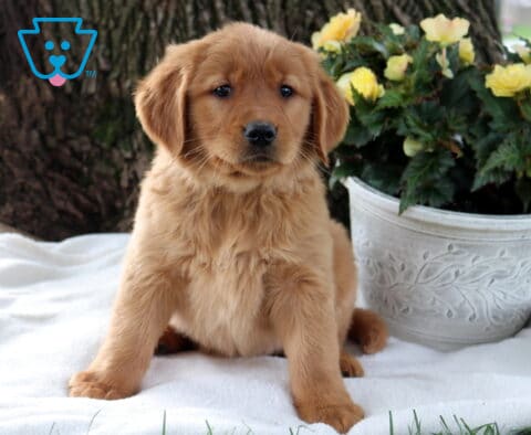 Sugar Golden